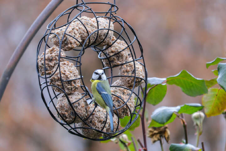 vivapet meisenknodel vogelfutter banner